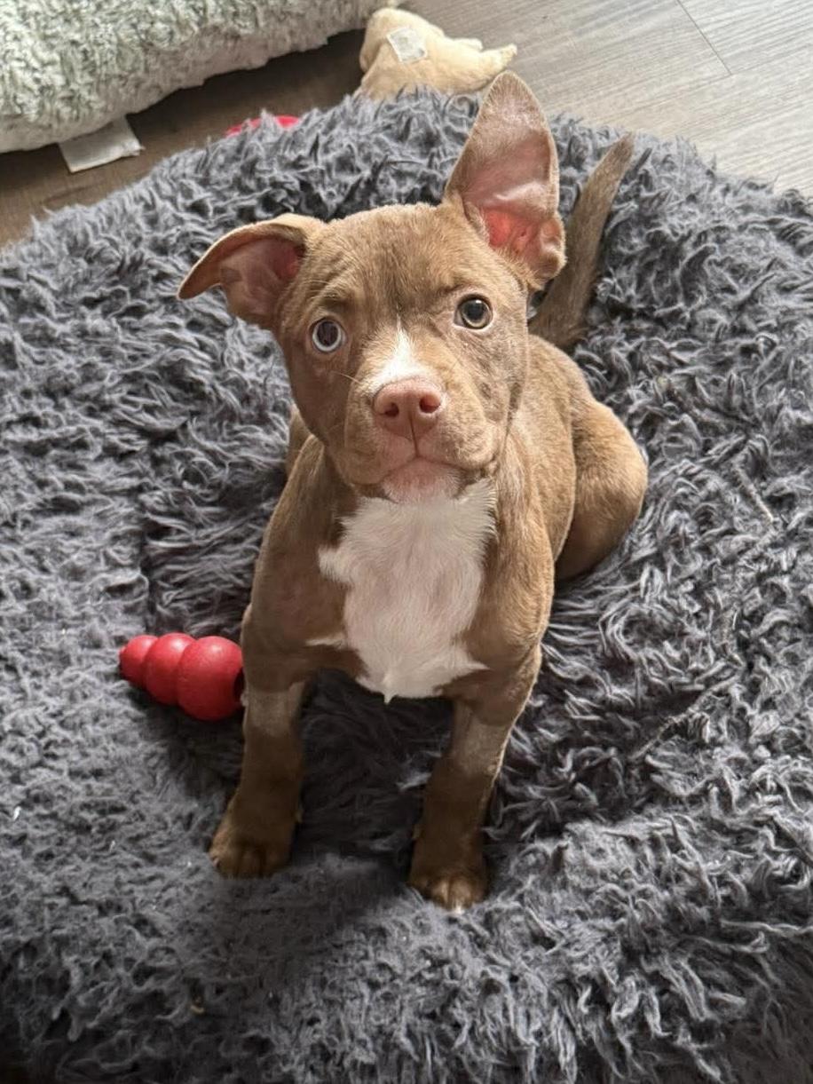 Taquita, an adoptable mixed breed in Bethlehem, PA image 1/6