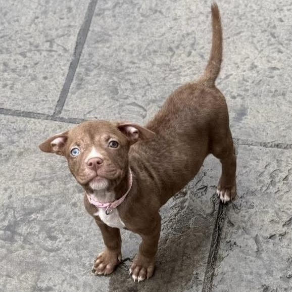 Taquita, an adoptable mixed breed in Bethlehem, PA image 6/6
