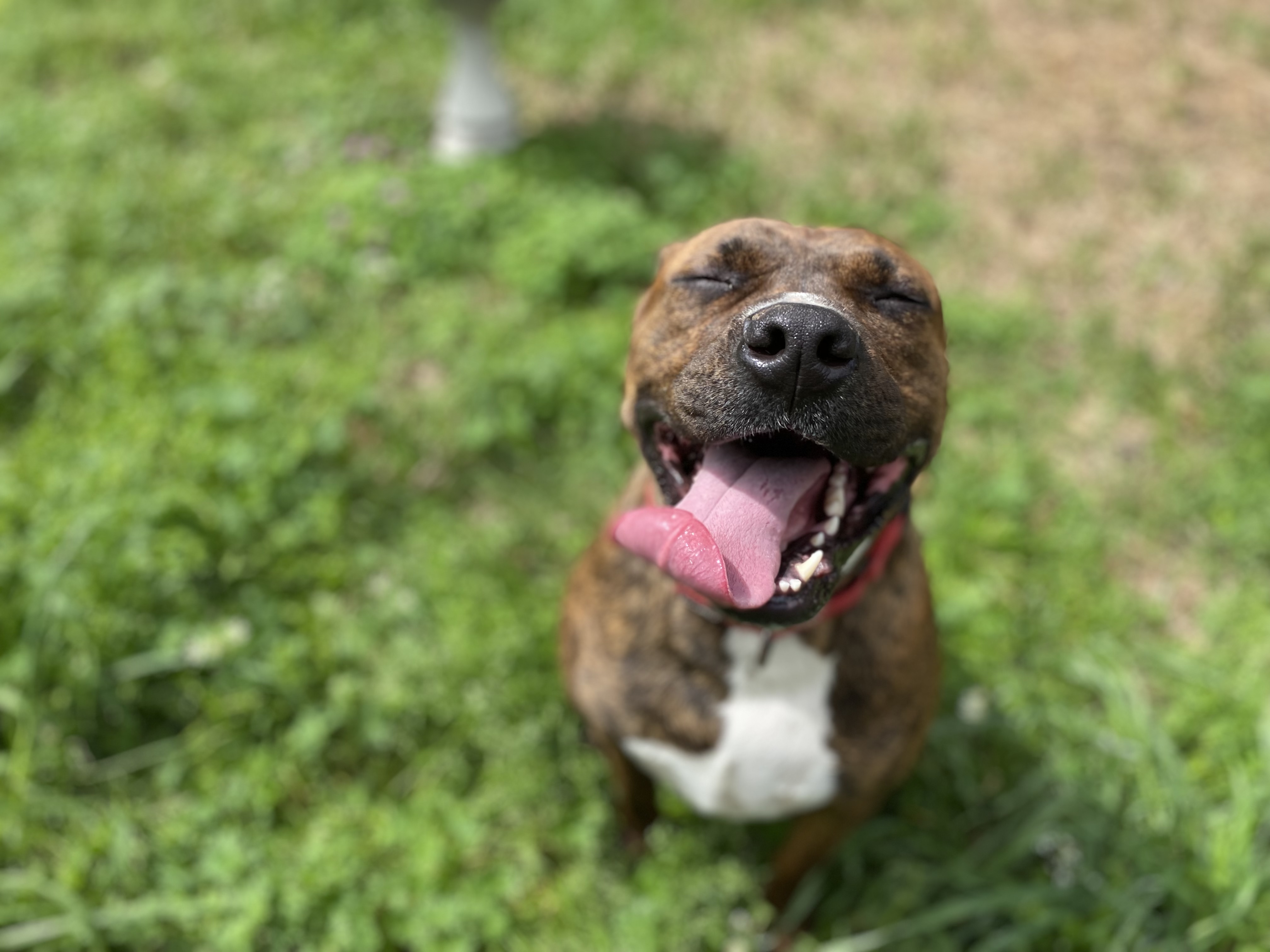 Rowdy, a Adoptable Pit Bull Terrier in Brookshire, TX image 1/10