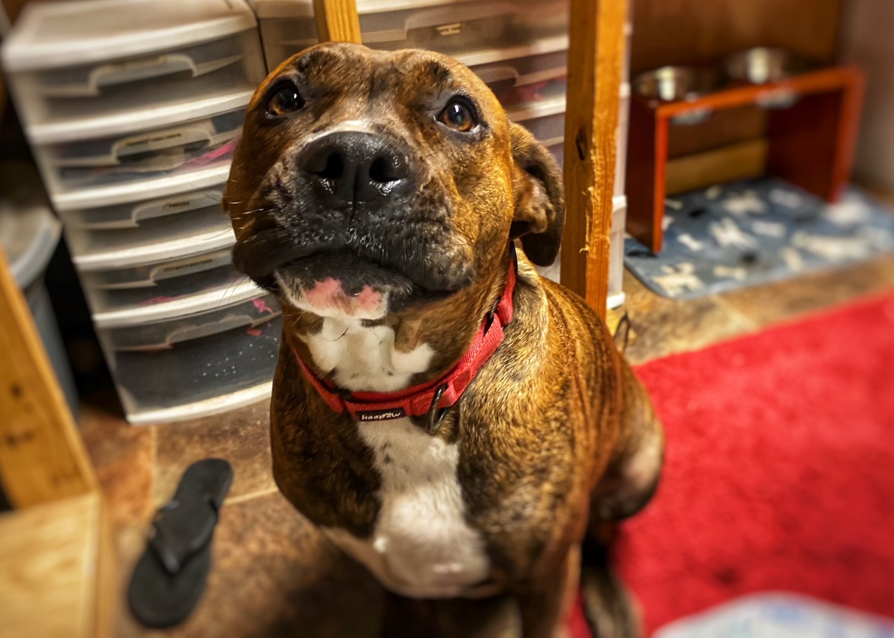 Rowdy, a Adoptable Pit Bull Terrier in Brookshire, TX image 2/10