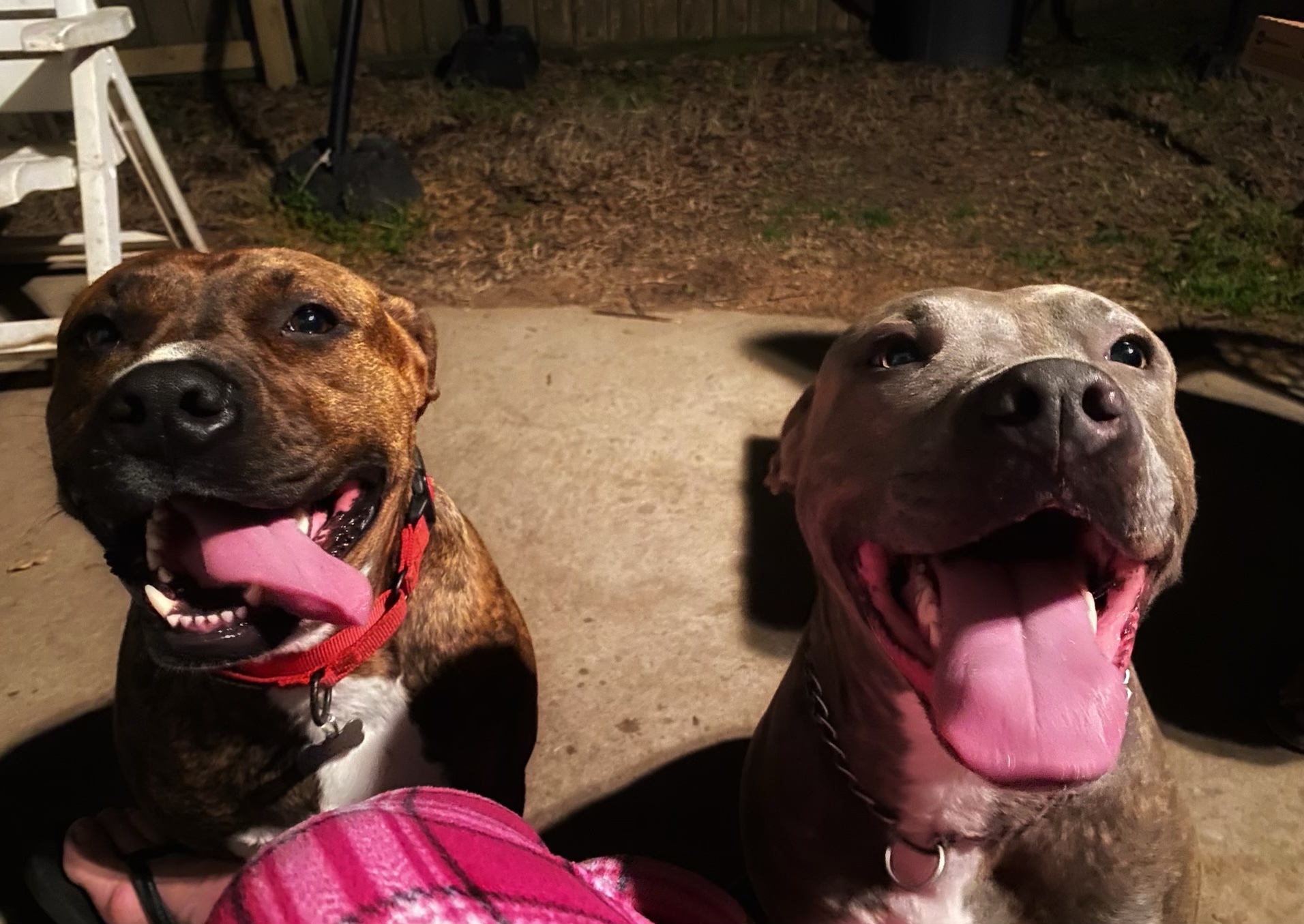 Rowdy, a Adoptable Pit Bull Terrier in Brookshire, TX image 3/10