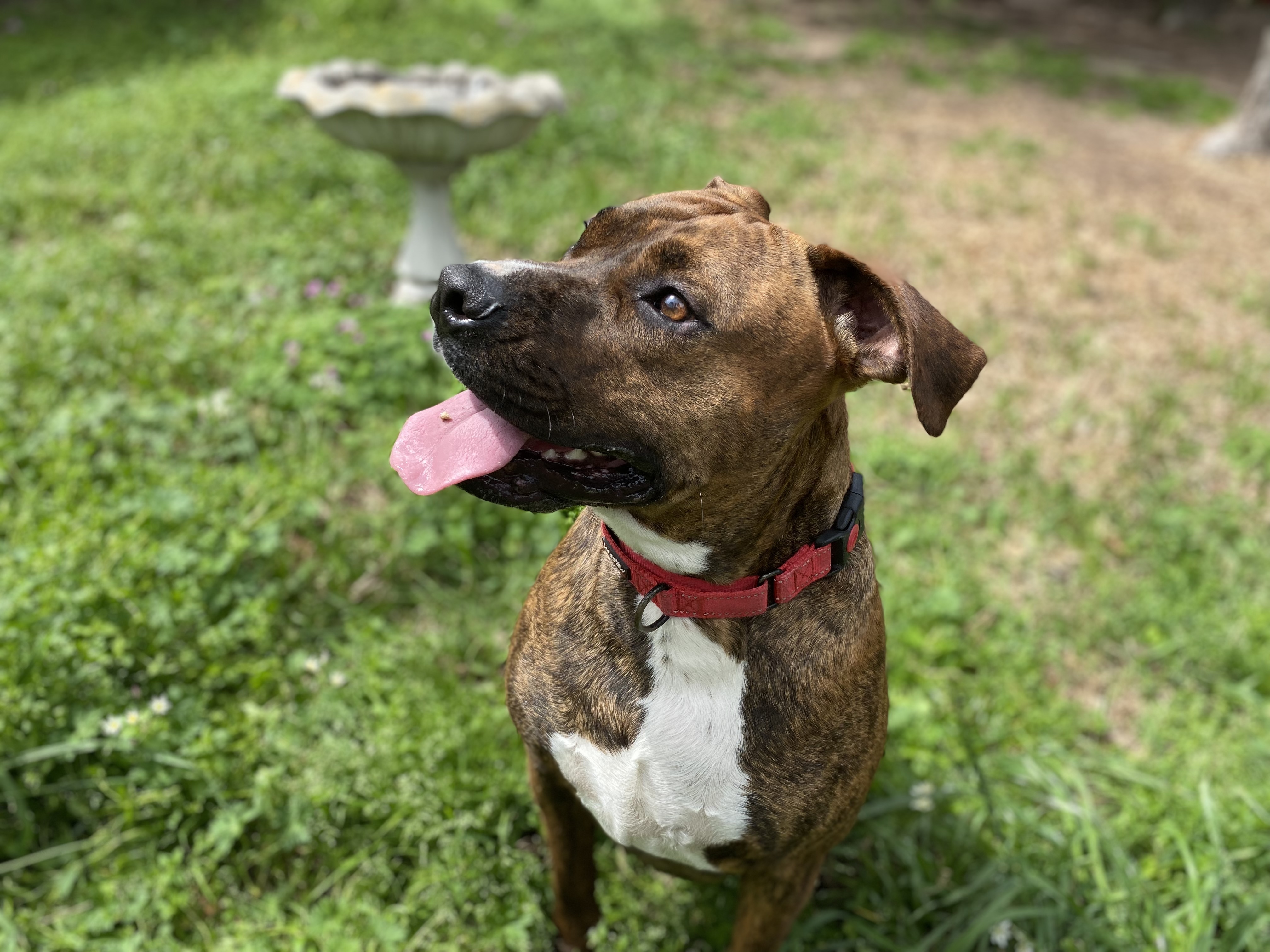 Rowdy, a Adoptable Pit Bull Terrier in Brookshire, TX image 4/10