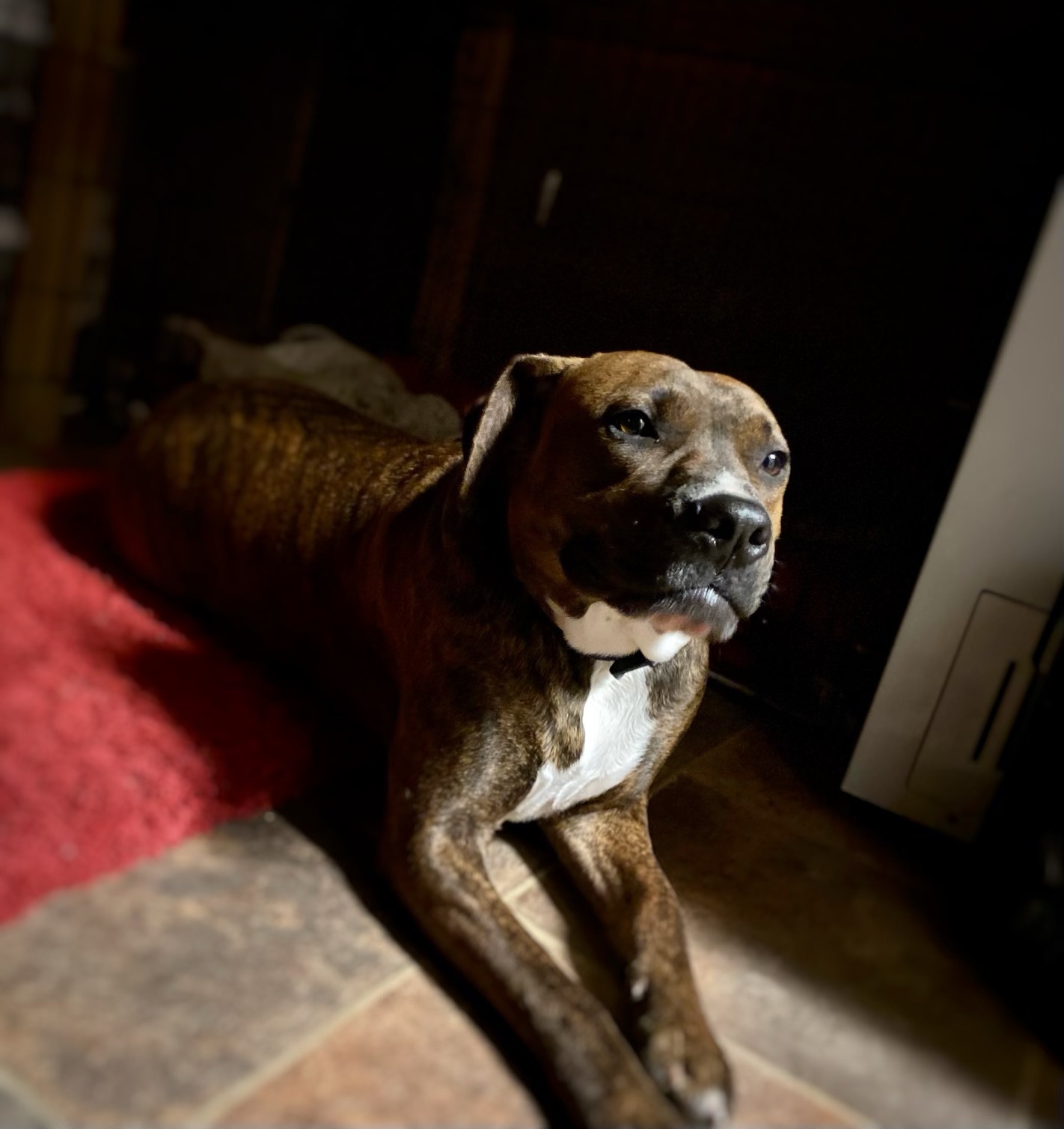 Rowdy, a Adoptable Pit Bull Terrier in Brookshire, TX image 5/10