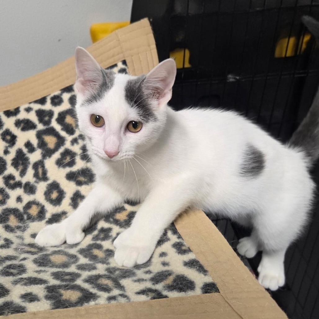 Pearl, Adoptable, Kitten Female Domestic Short Hair.