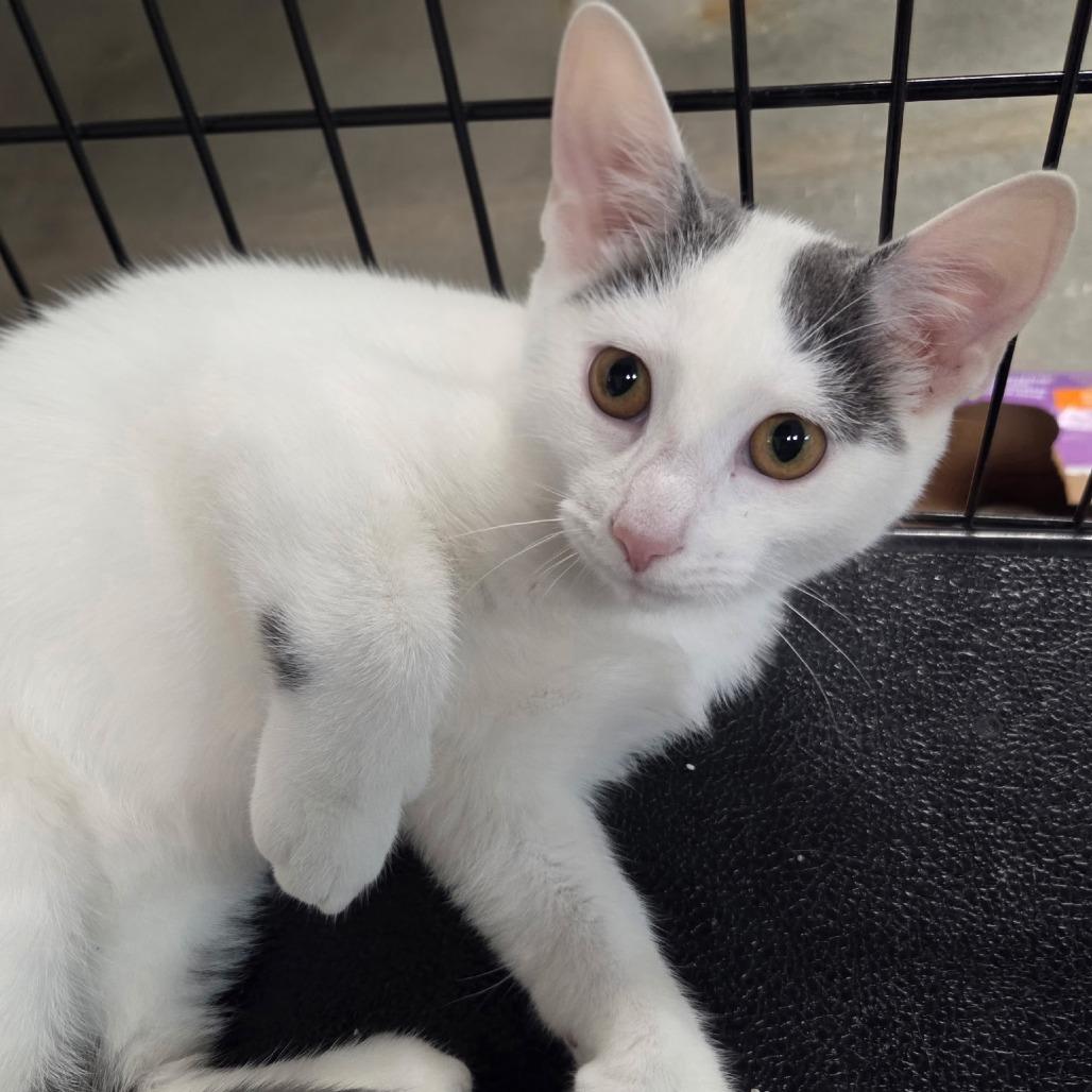 Enlarge Pearl, a Adoptable Domestic Short Hair in Traverse City, MI image 3/4