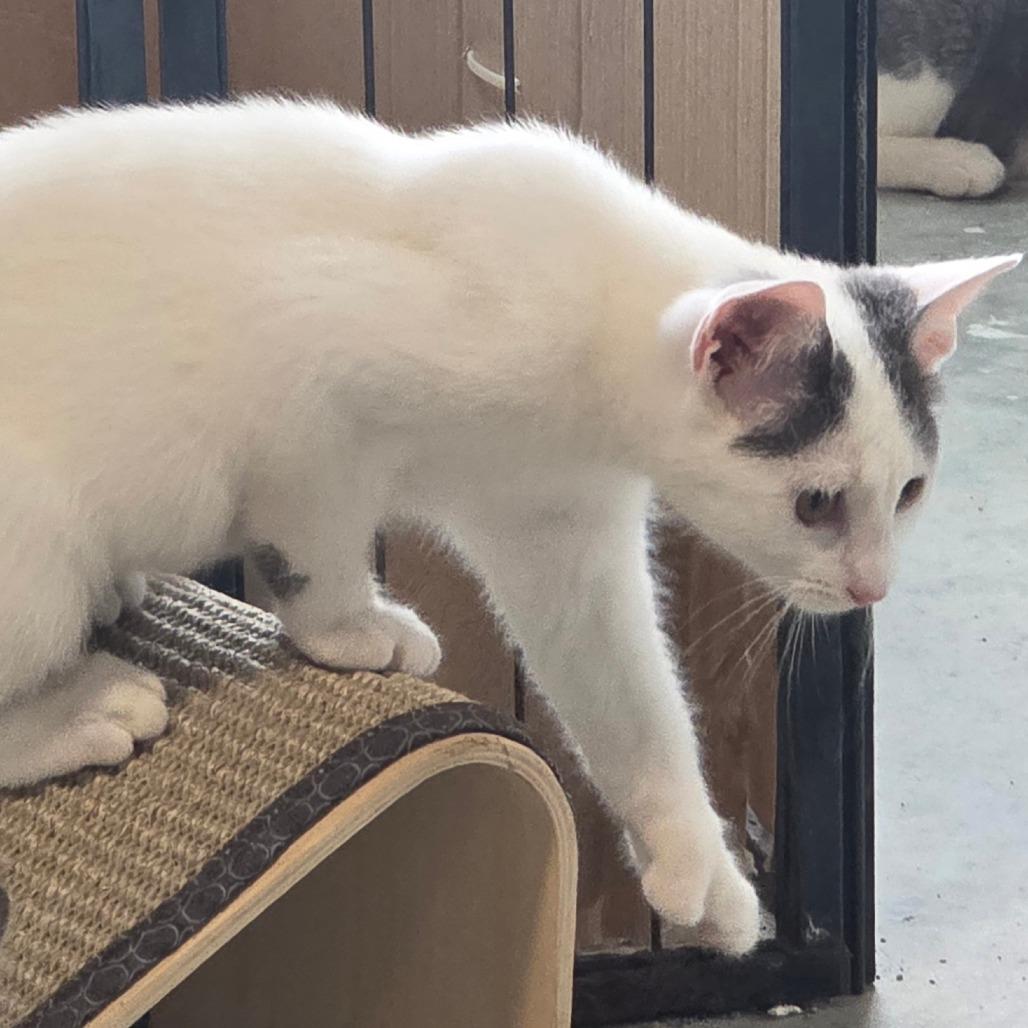 Enlarge Pearl, a Adoptable Domestic Short Hair in Traverse City, MI image 2/2