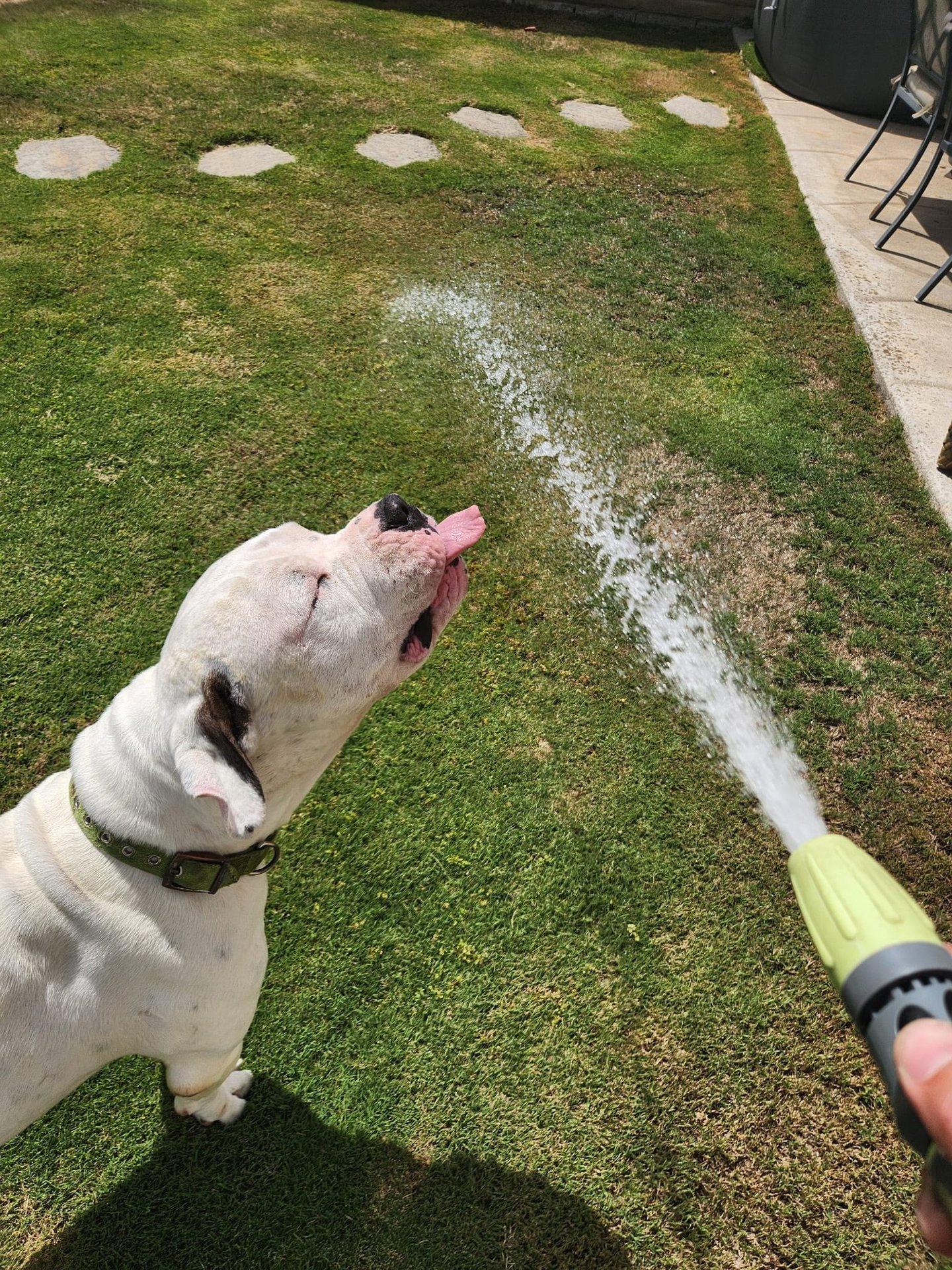 Enlarge Tank, a Adoptable Pit Bull Terrier in San Diego, CA image 1/3