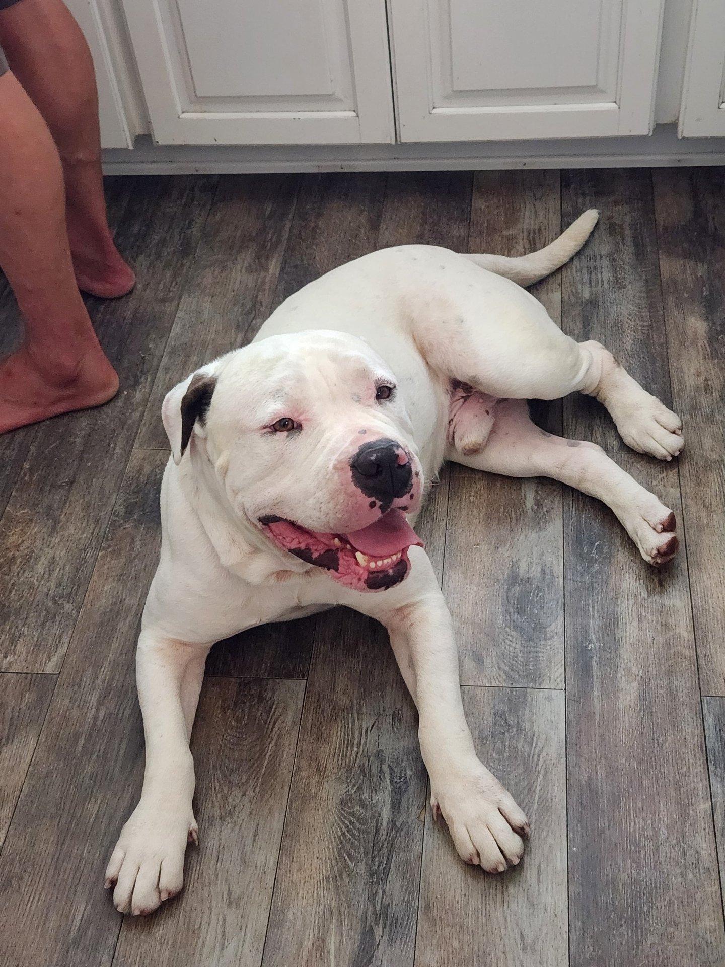 Enlarge Tank, a Adoptable Pit Bull Terrier in San Diego, CA image 2/3