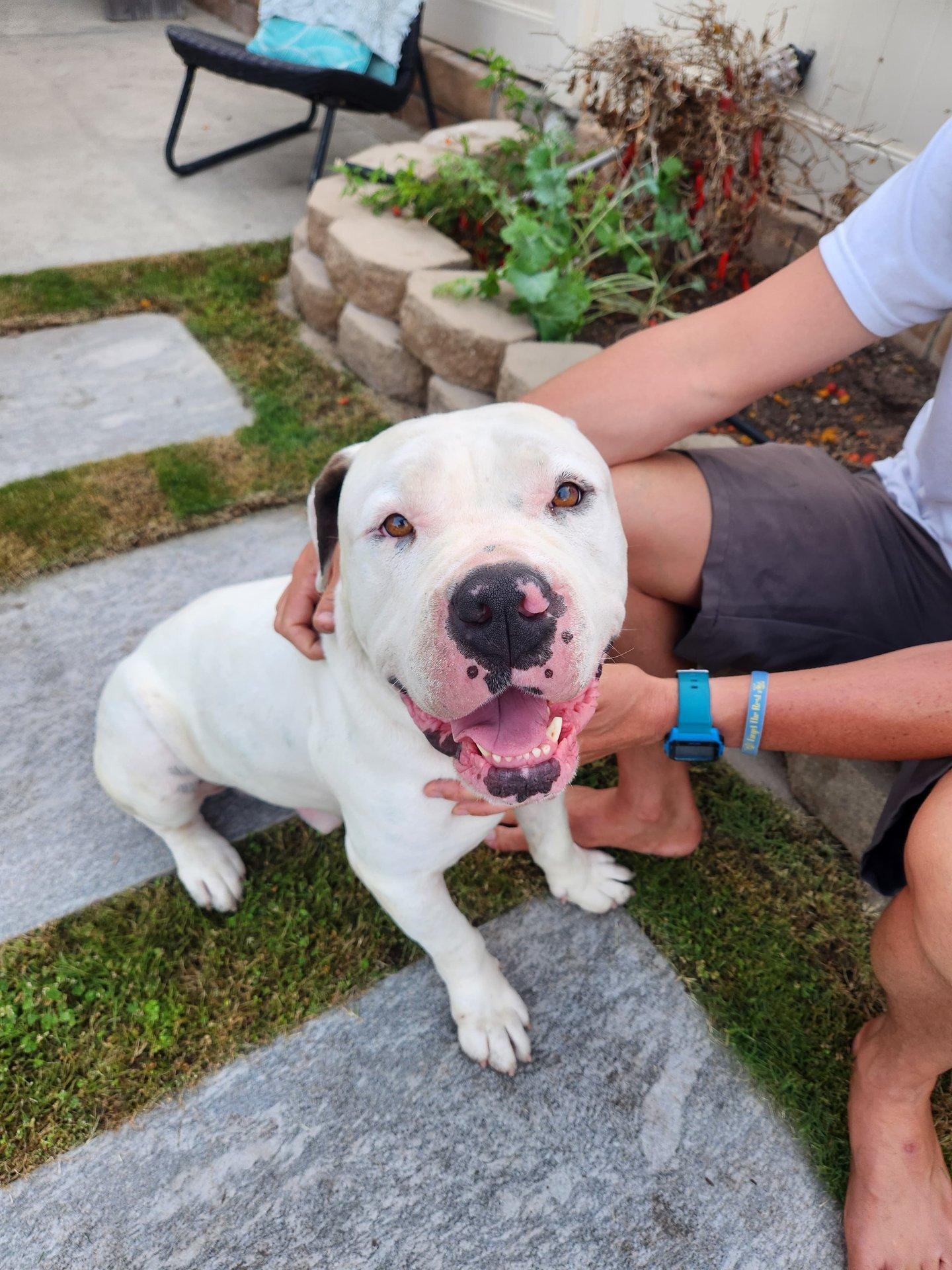 Enlarge Tank, a Adoptable Pit Bull Terrier in San Diego, CA image 3/3