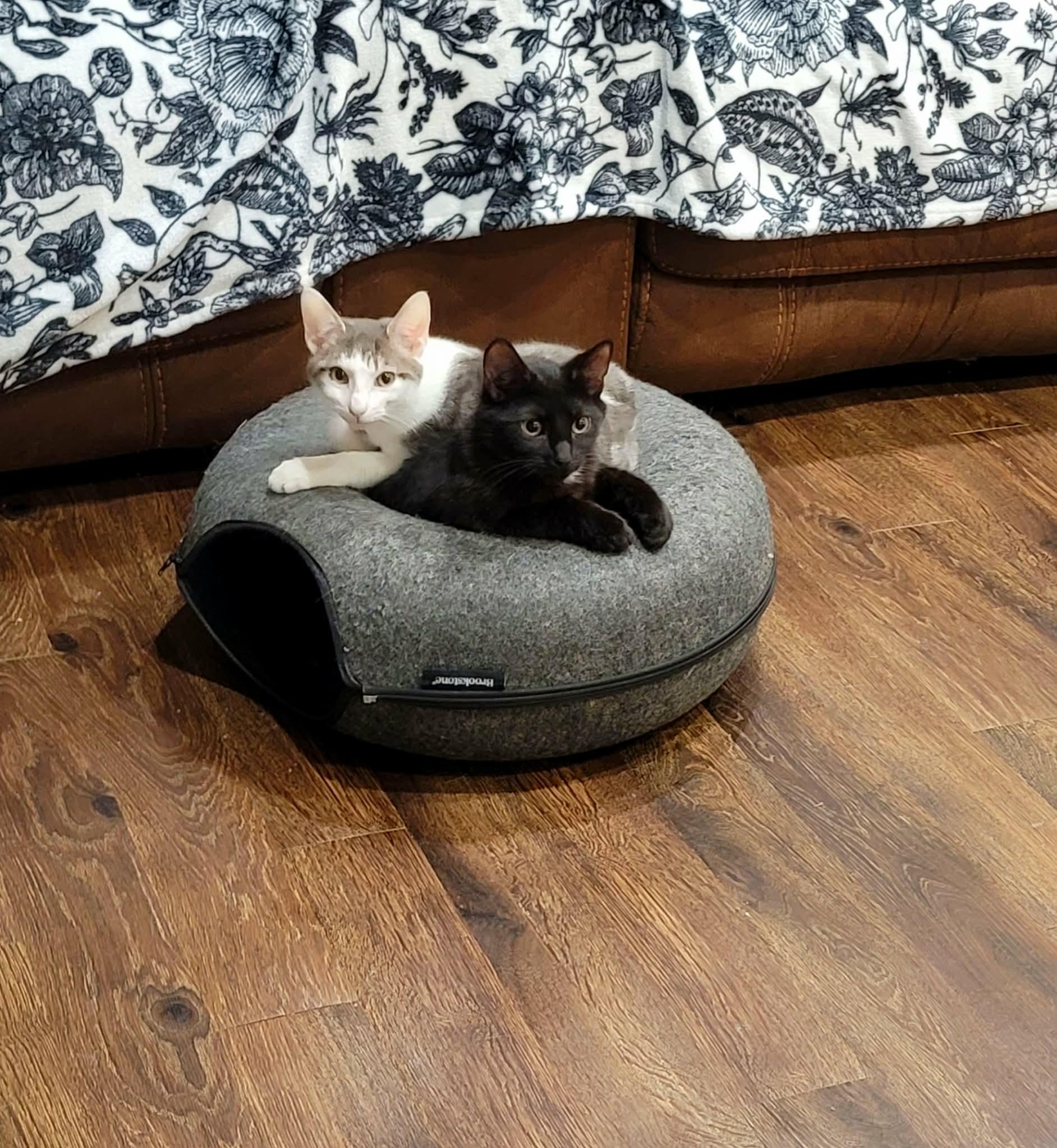 Enlarge Simon & Baxter, a ADOPTABLE mixed breed in Alabaster, AL image 5/6