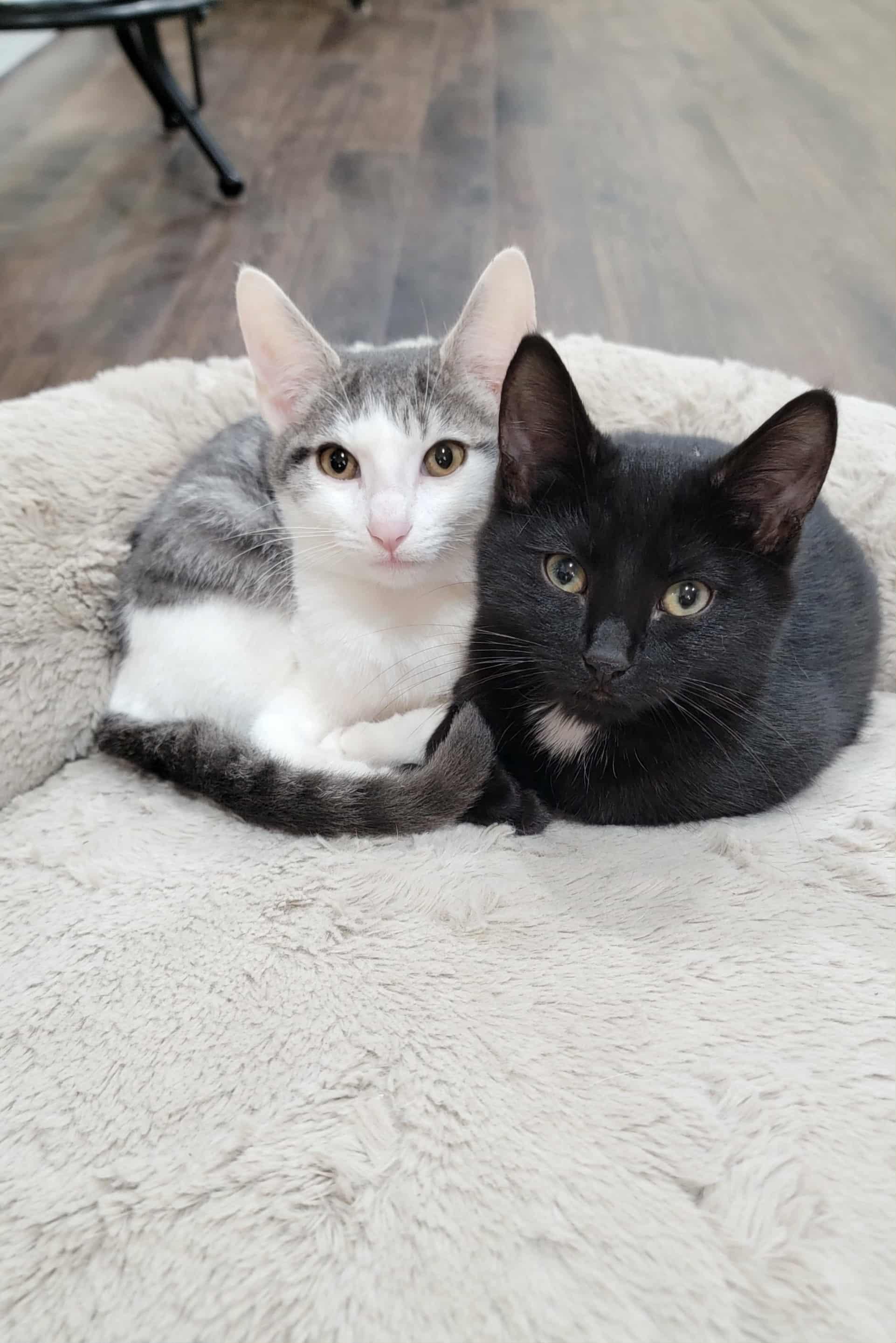Simon & Baxter, ADOPTABLE, Young Male Domestic Short Hair & Bombay.