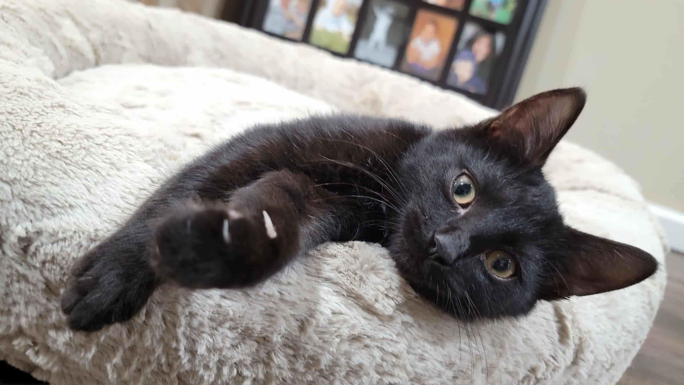 Enlarge Simon & Baxter, a ADOPTABLE mixed breed in Alabaster, AL image 3/6