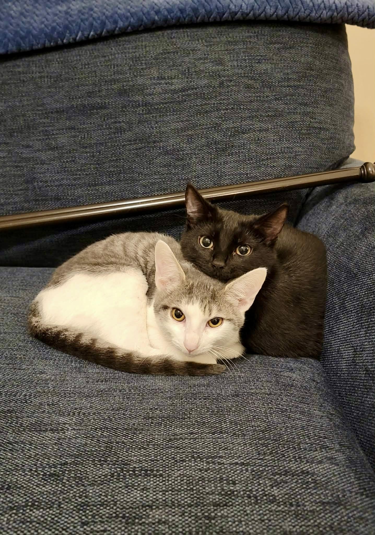 Enlarge Simon & Baxter, a ADOPTABLE mixed breed in Alabaster, AL image 2/6