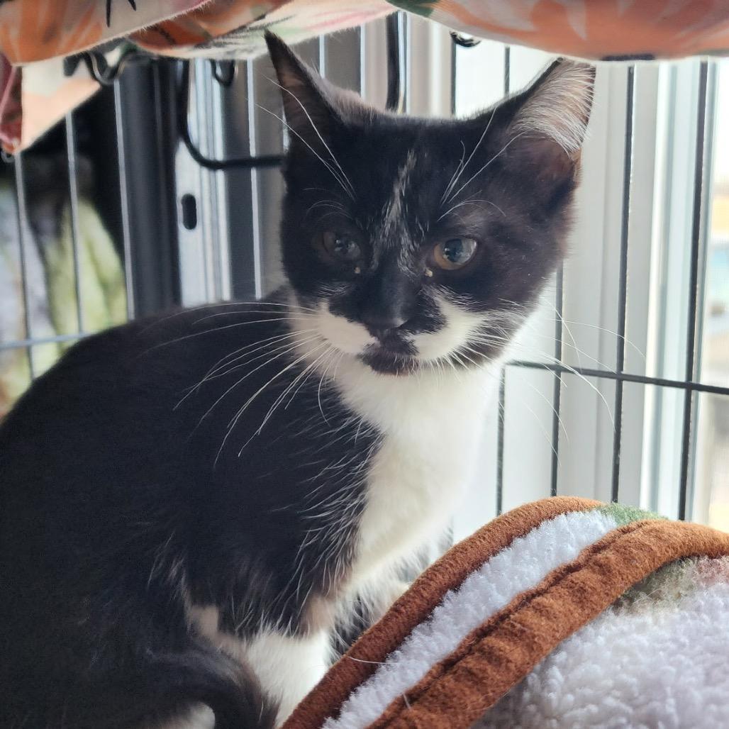 Emperor, Adoptable, Kitten Female Domestic Short Hair.