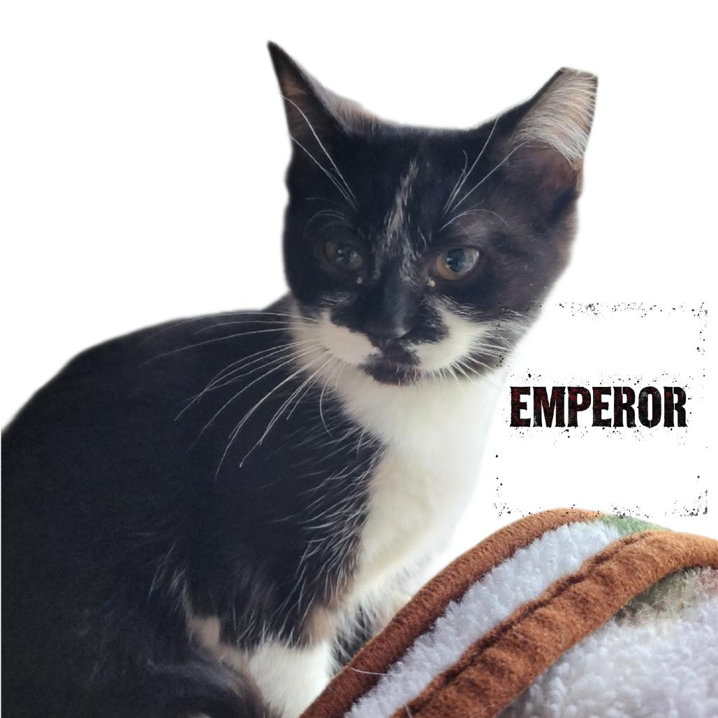 Enlarge Emperor, a Adoptable Domestic Short Hair in Muncie, IN image 2/2