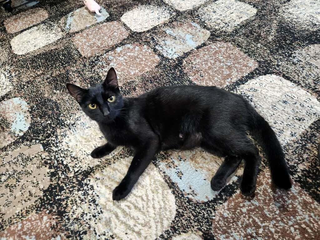 Mama Rainbow, Adoptable, Young Female Domestic Short Hair.