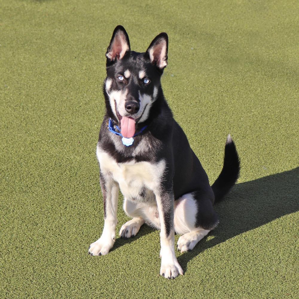 Enlarge G29336 Shadow, a Adoptable mixed breed in Port Washington, NY image 1/2