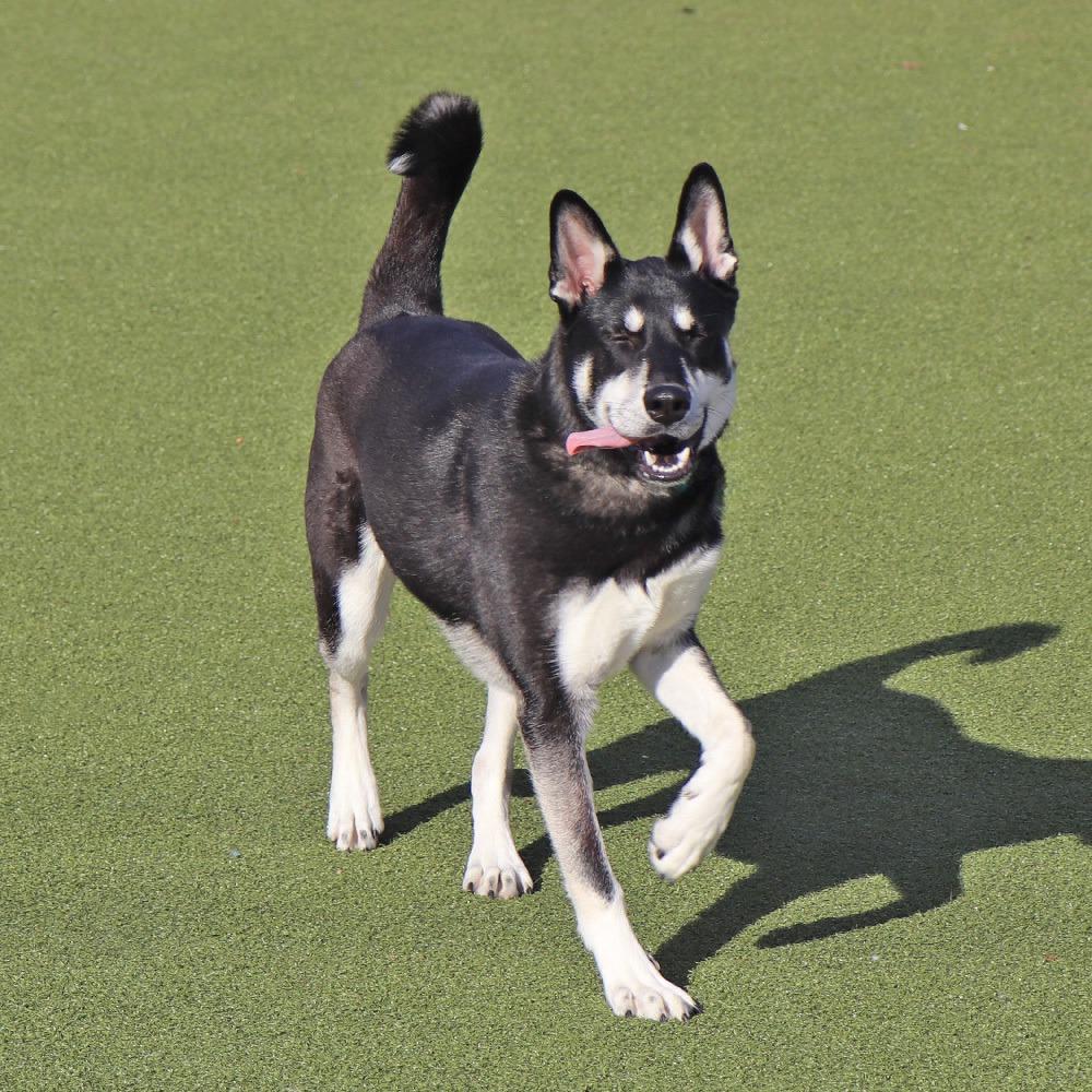 Enlarge G29336 Shadow, a Adoptable mixed breed in Port Washington, NY image 2/2