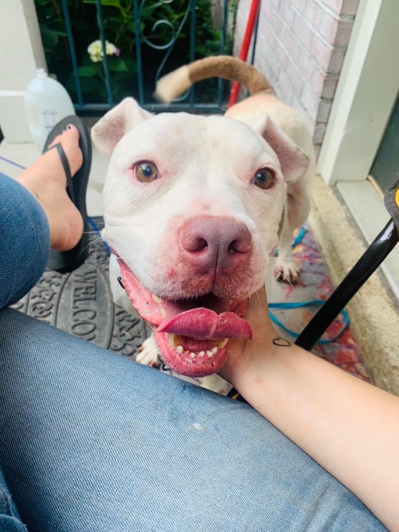 Enlarge Westbury, a Adoptable American Staffordshire Terrier in fennville, MI image 5/6