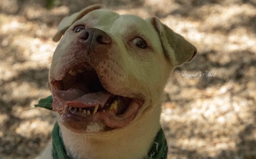 Enlarge Westbury, a Adoptable American Staffordshire Terrier in fennville, MI image 4/6