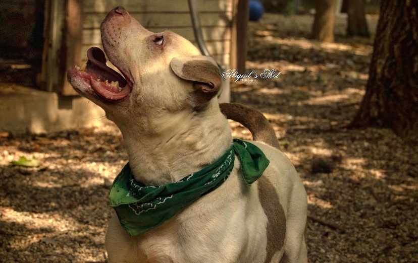 Enlarge Westbury, a Adoptable American Staffordshire Terrier in fennville, MI image 3/6