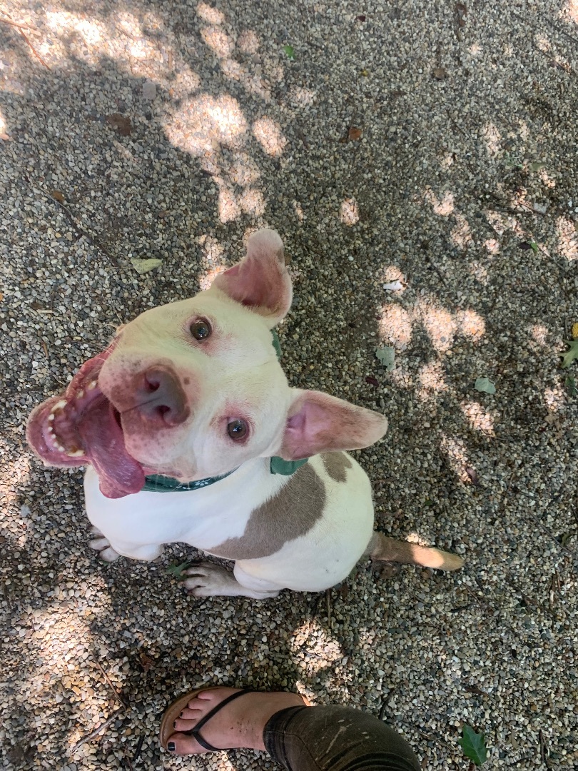 Enlarge Westbury, a Adoptable American Staffordshire Terrier in fennville, MI image 1/6