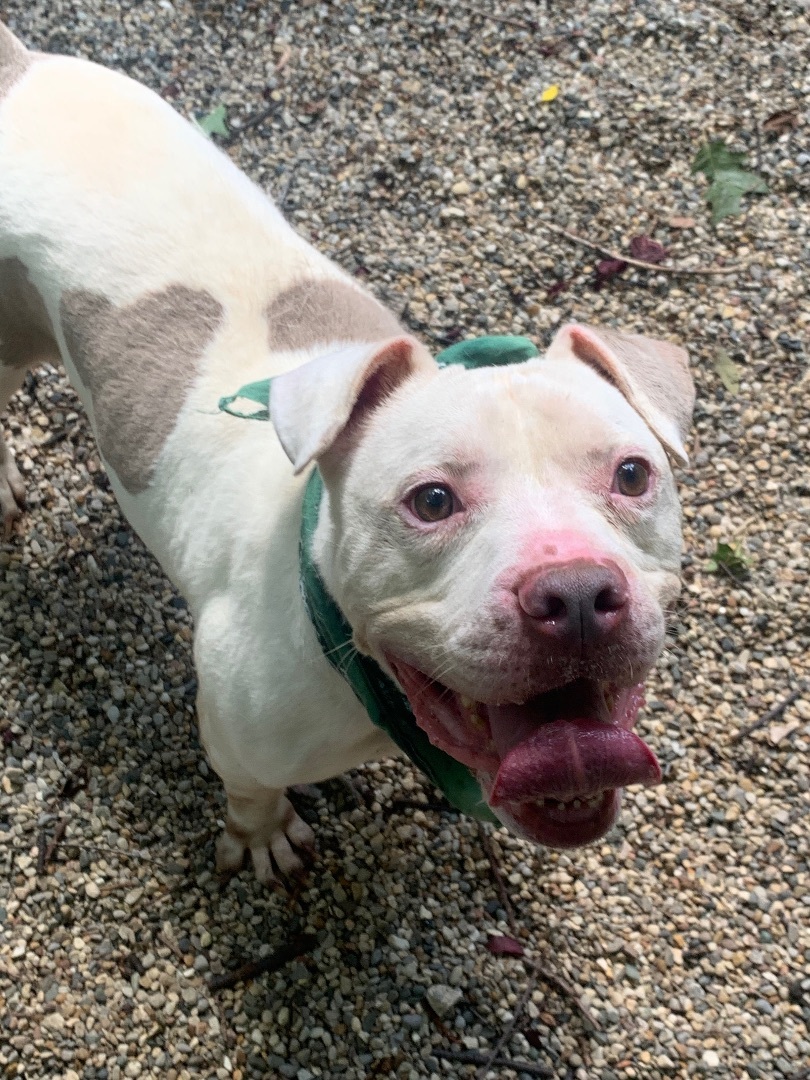 Enlarge Westbury, a Adoptable American Staffordshire Terrier in fennville, MI image 2/6