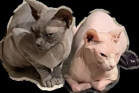 Ghosty and Boo, adopted, Adult Male Sphynx / Hairless Cat.