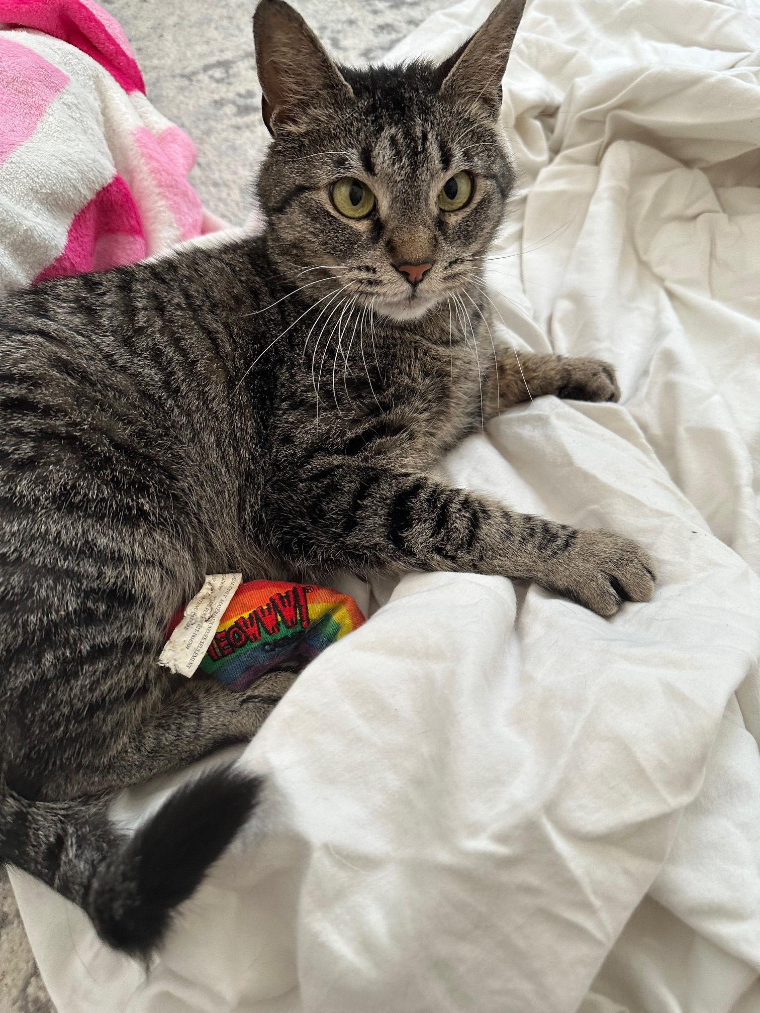 Enlarge Mamma Cat, a ADOPTABLE Domestic Short Hair in Melrose, MA image 5/6