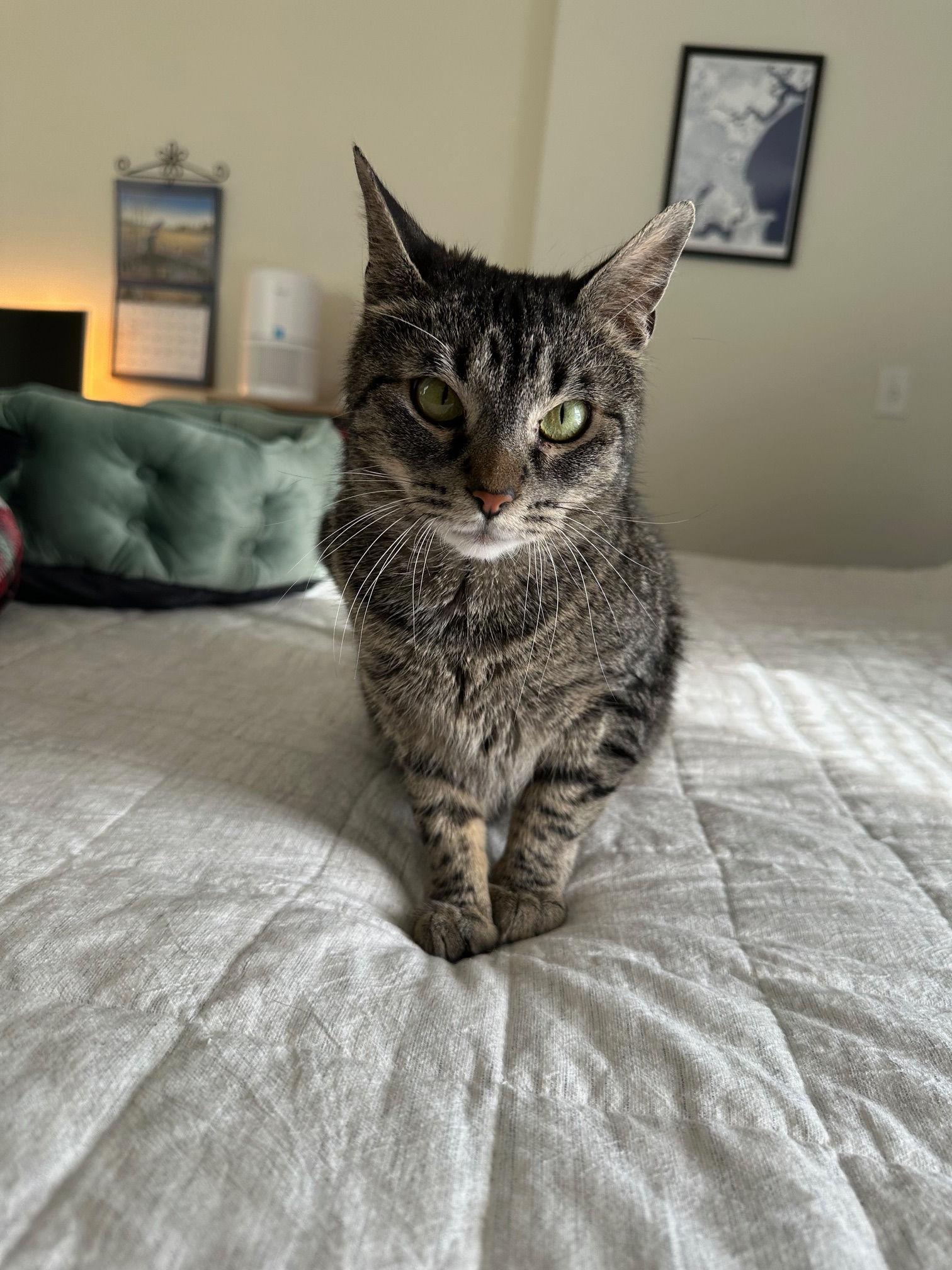 Enlarge Mamma Cat, a ADOPTABLE Domestic Short Hair in Melrose, MA image 3/6