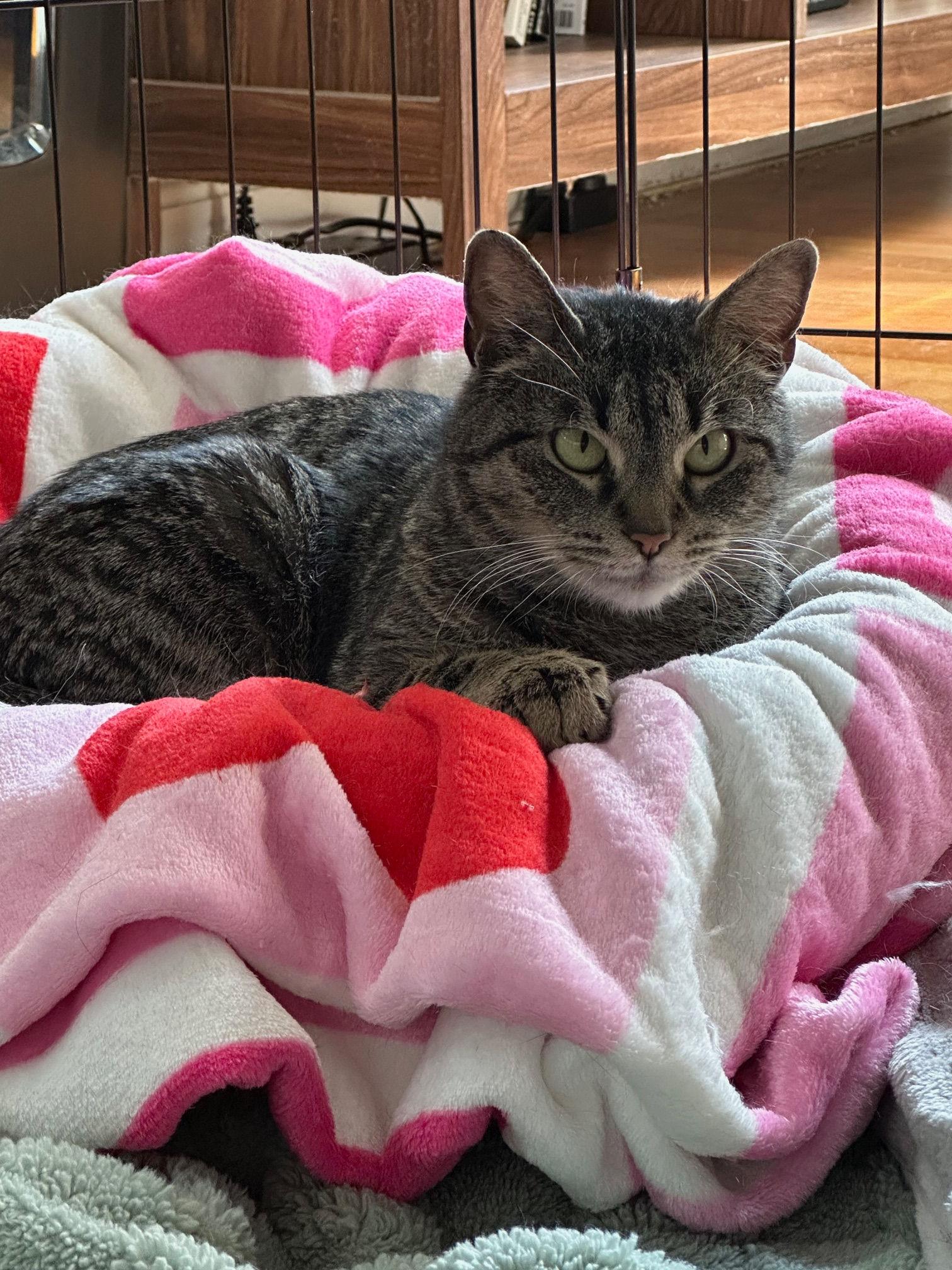 Enlarge Mamma Cat, a ADOPTABLE Domestic Short Hair in Melrose, MA image 2/6