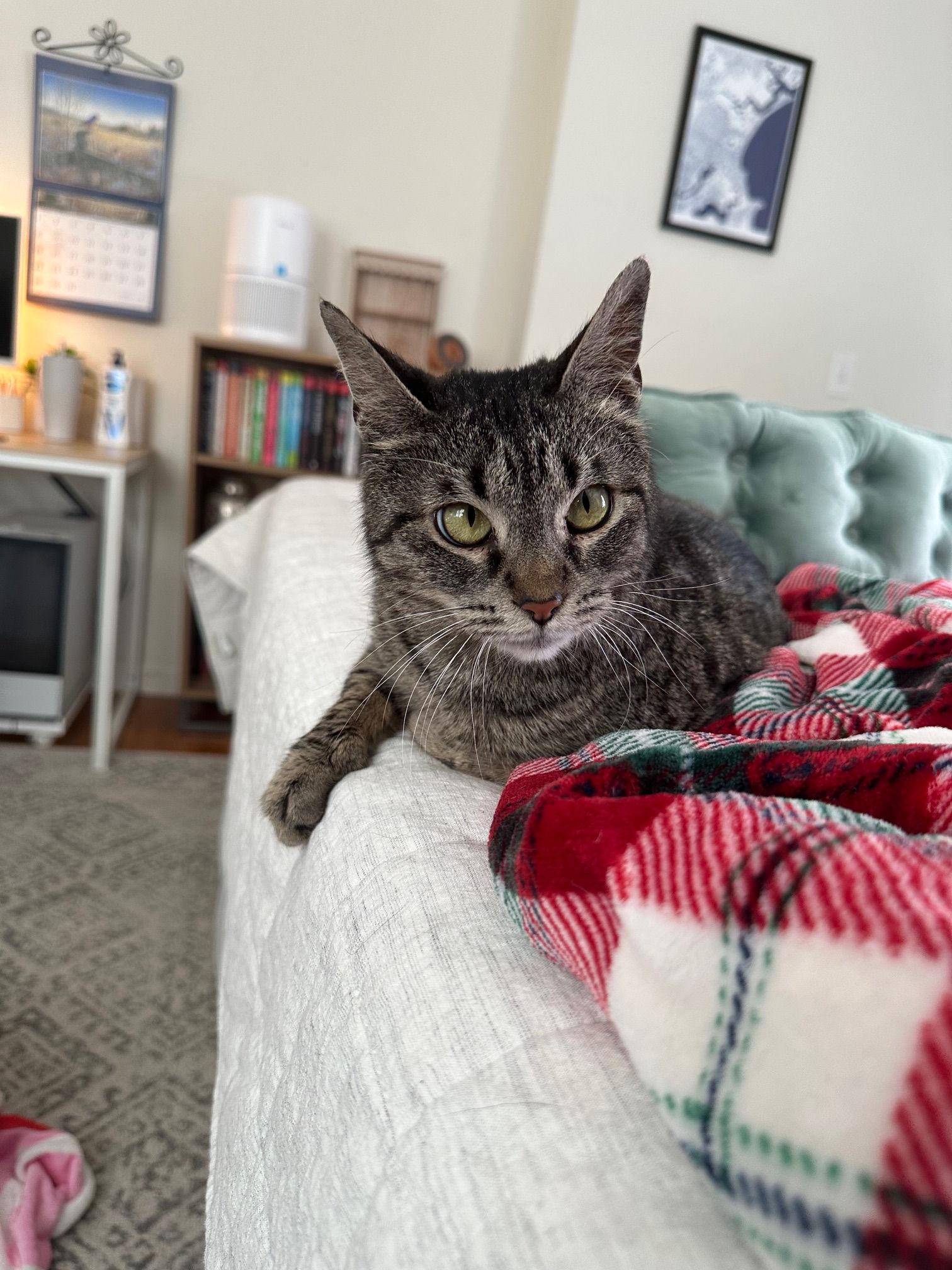 Enlarge Mamma Cat, a ADOPTABLE Domestic Short Hair in Melrose, MA image 1/6