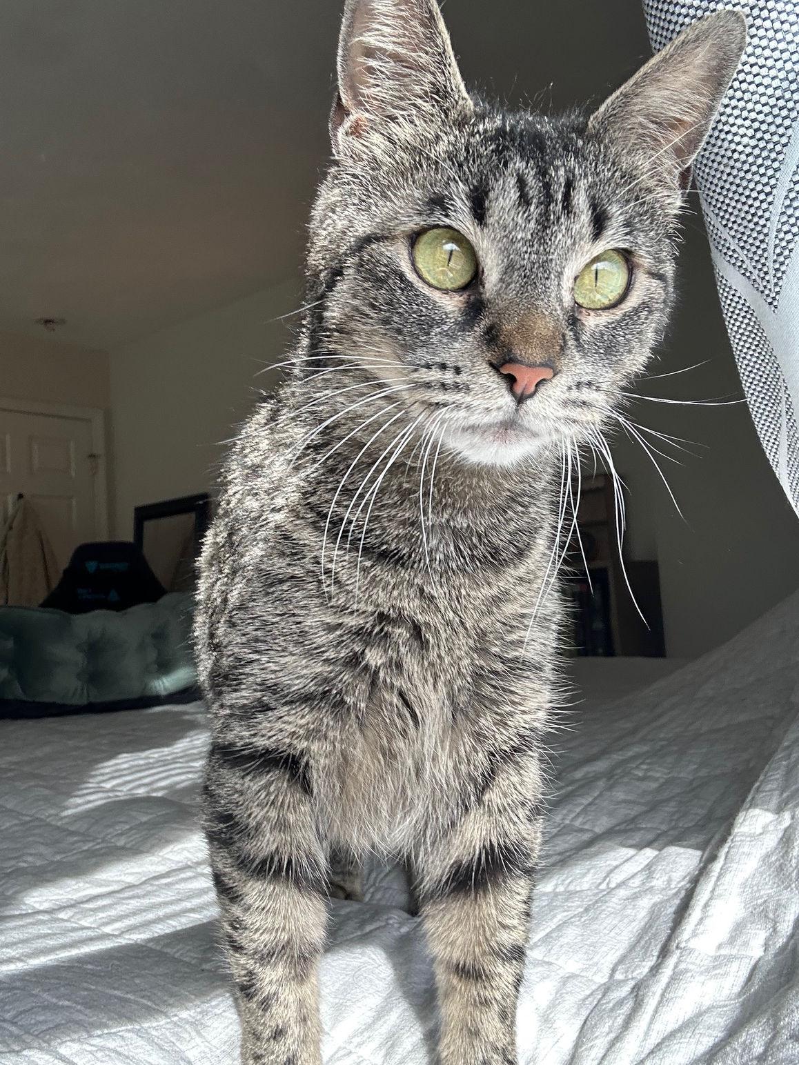 Enlarge Mamma Cat, a ADOPTABLE Domestic Short Hair in Melrose, MA image 4/6