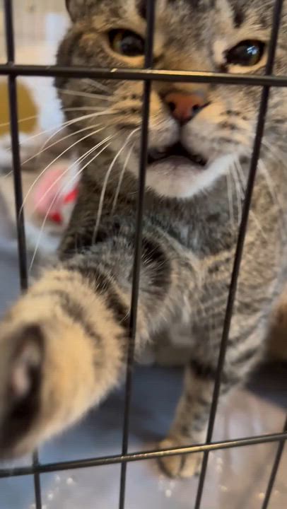 Enlarge Mamma Cat, a ADOPTABLE Domestic Short Hair in Melrose, MA video 6/6