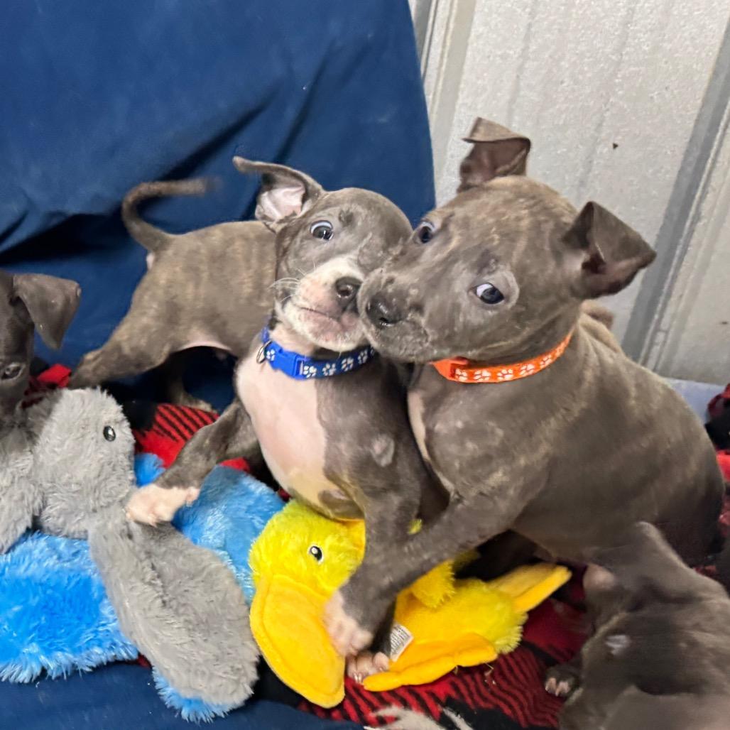 Enlarge Aspen, a Adoptable Pit Bull Terrier in Pinson, TN image 1/5