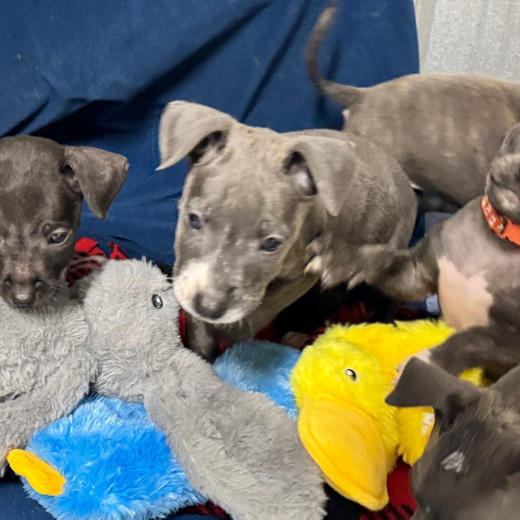 Enlarge Aspen, a Adoptable Pit Bull Terrier in Pinson, TN image 4/5