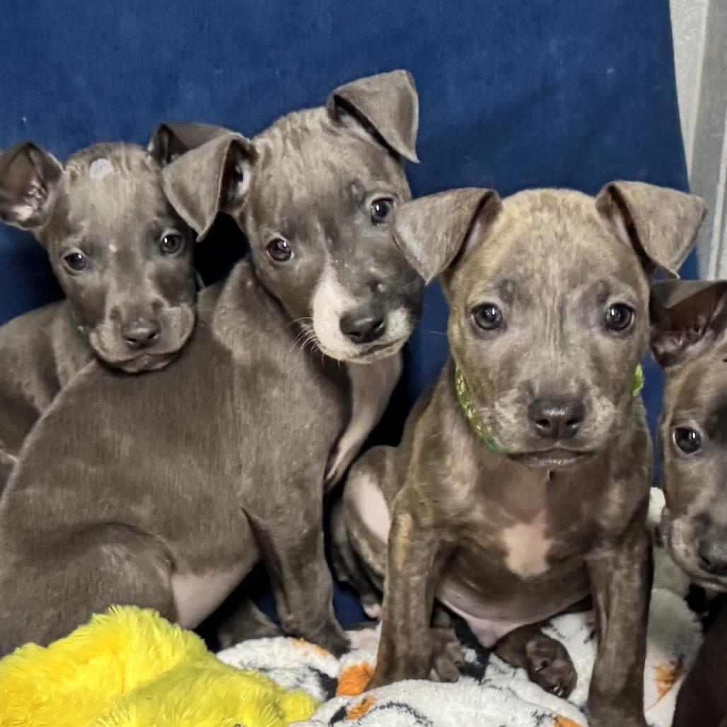 Enlarge Aspen, a Adoptable Pit Bull Terrier in Pinson, TN image 5/5