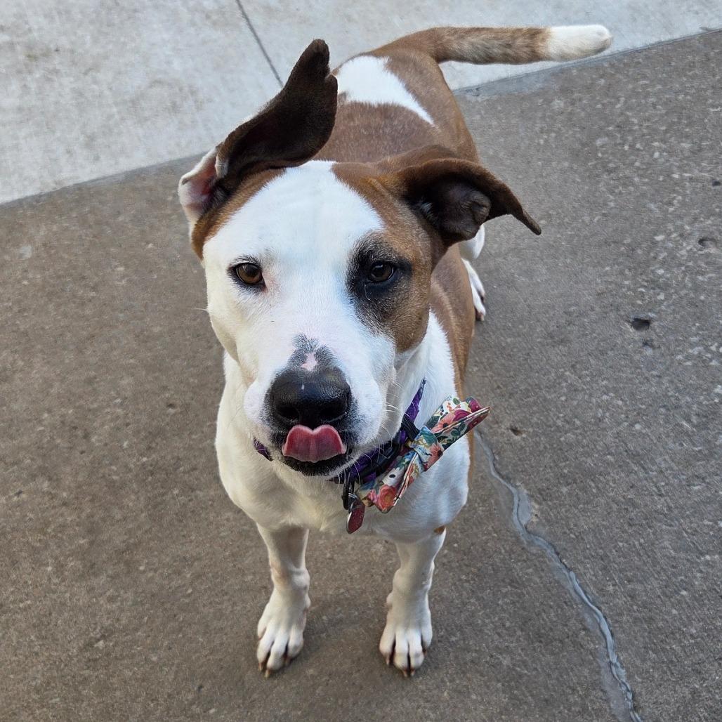 Enlarge Chachi, a Adoptable mixed breed in Tulsa, OK image 1/6