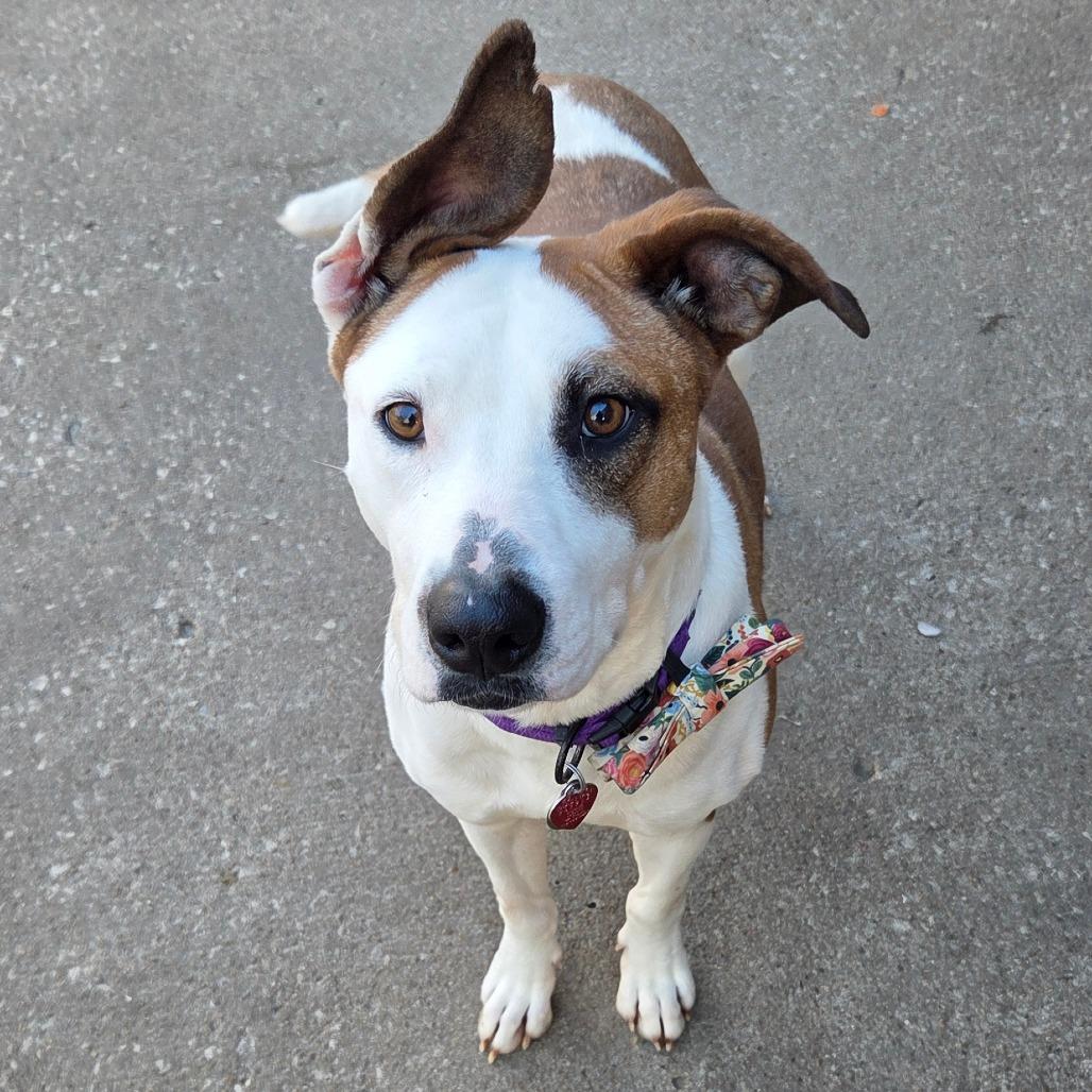 Enlarge Chachi, a Adoptable mixed breed in Tulsa, OK image 4/6
