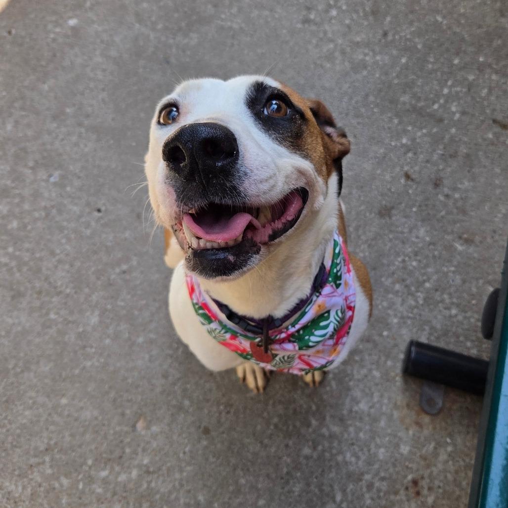 Enlarge Chachi, a Adoptable mixed breed in Tulsa, OK image 5/6