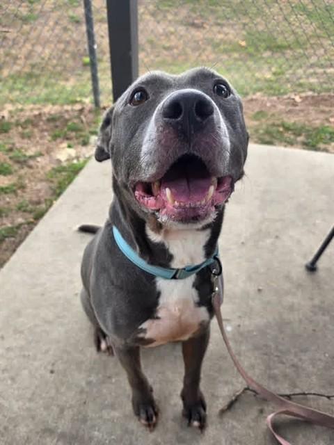 BENNY, Adoptable, Adult Male Pit Bull Terrier & Mixed Breed.
