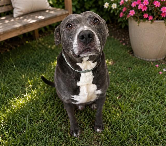 BENNY, Adoptable, Adult Male Pit Bull Terrier & Mixed Breed.