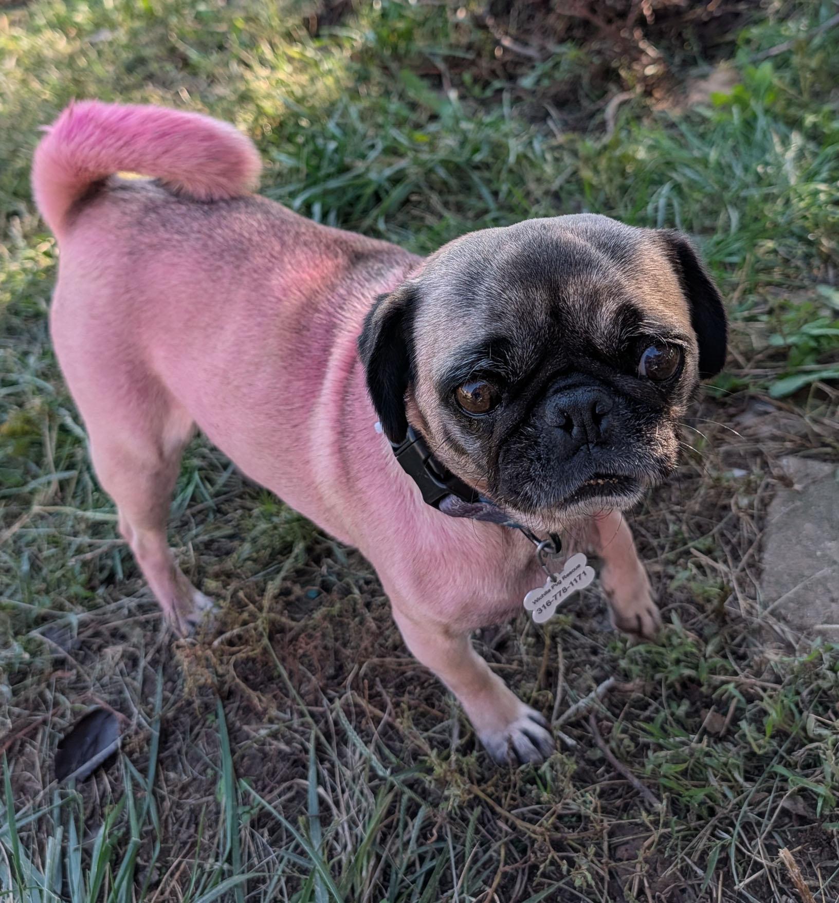 Suki photo