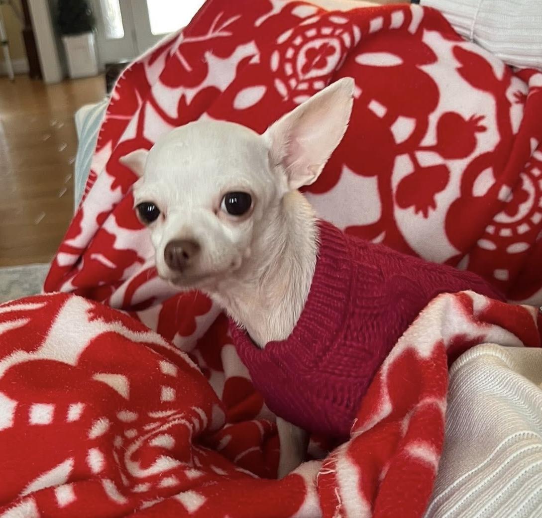 Elsa, adopted, Young Female Chihuahua.