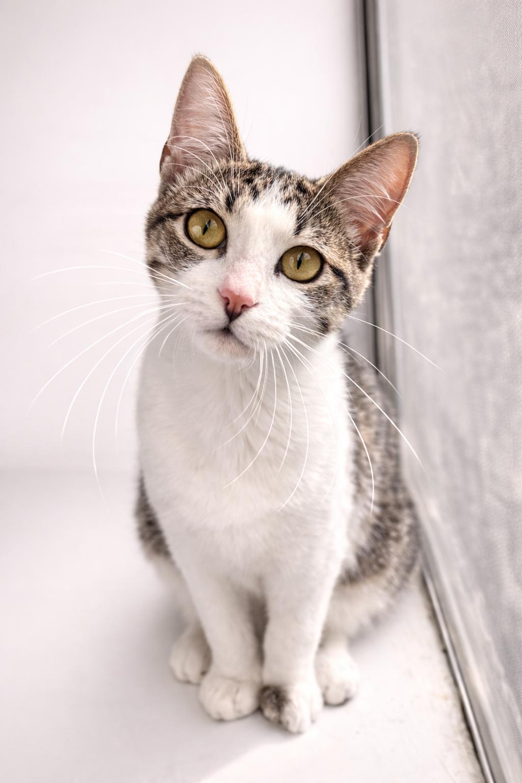 Enlarge Cheyenne, a ADOPTABLE Tabby in Houston, TX image 5/5