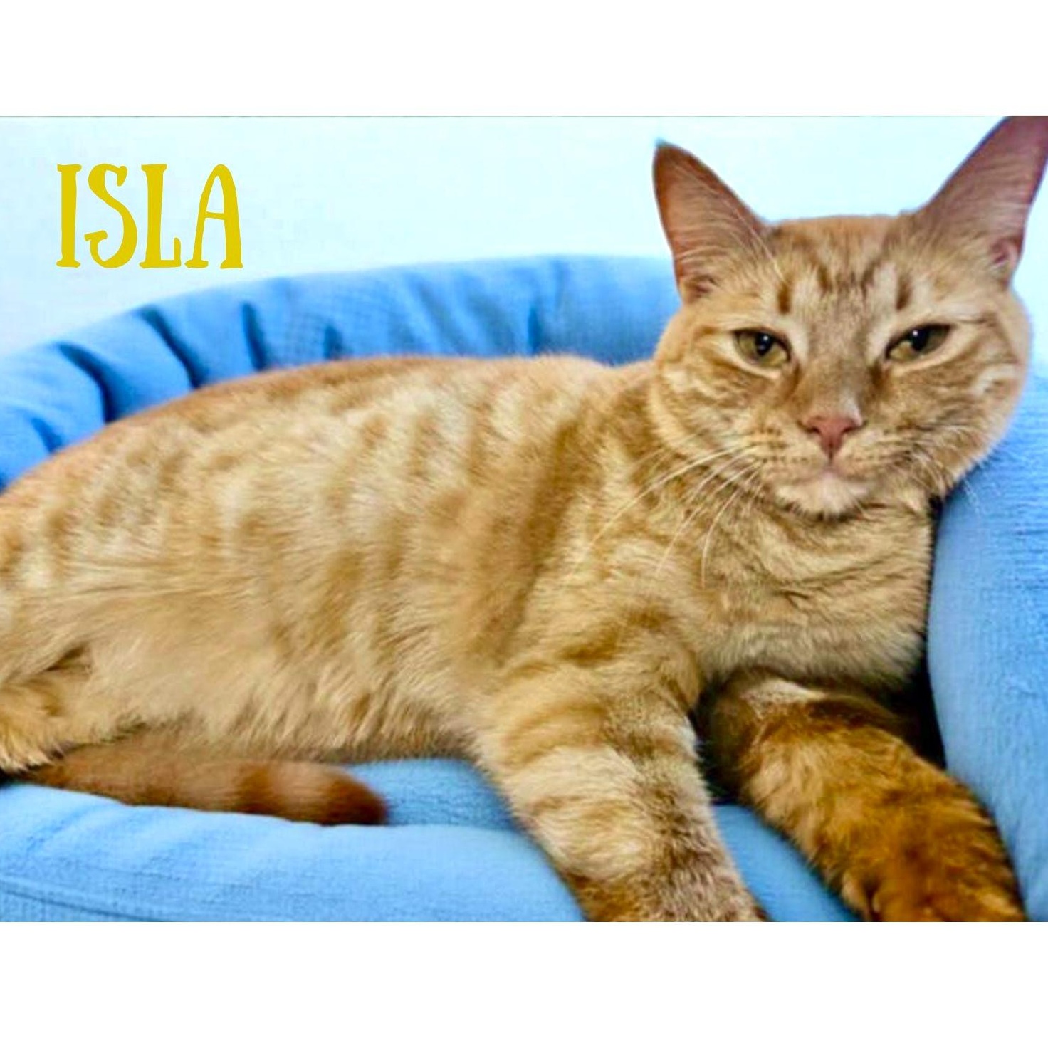 Enlarge Isla, a Adoptable mixed breed in Greensburg, PA image 1/6