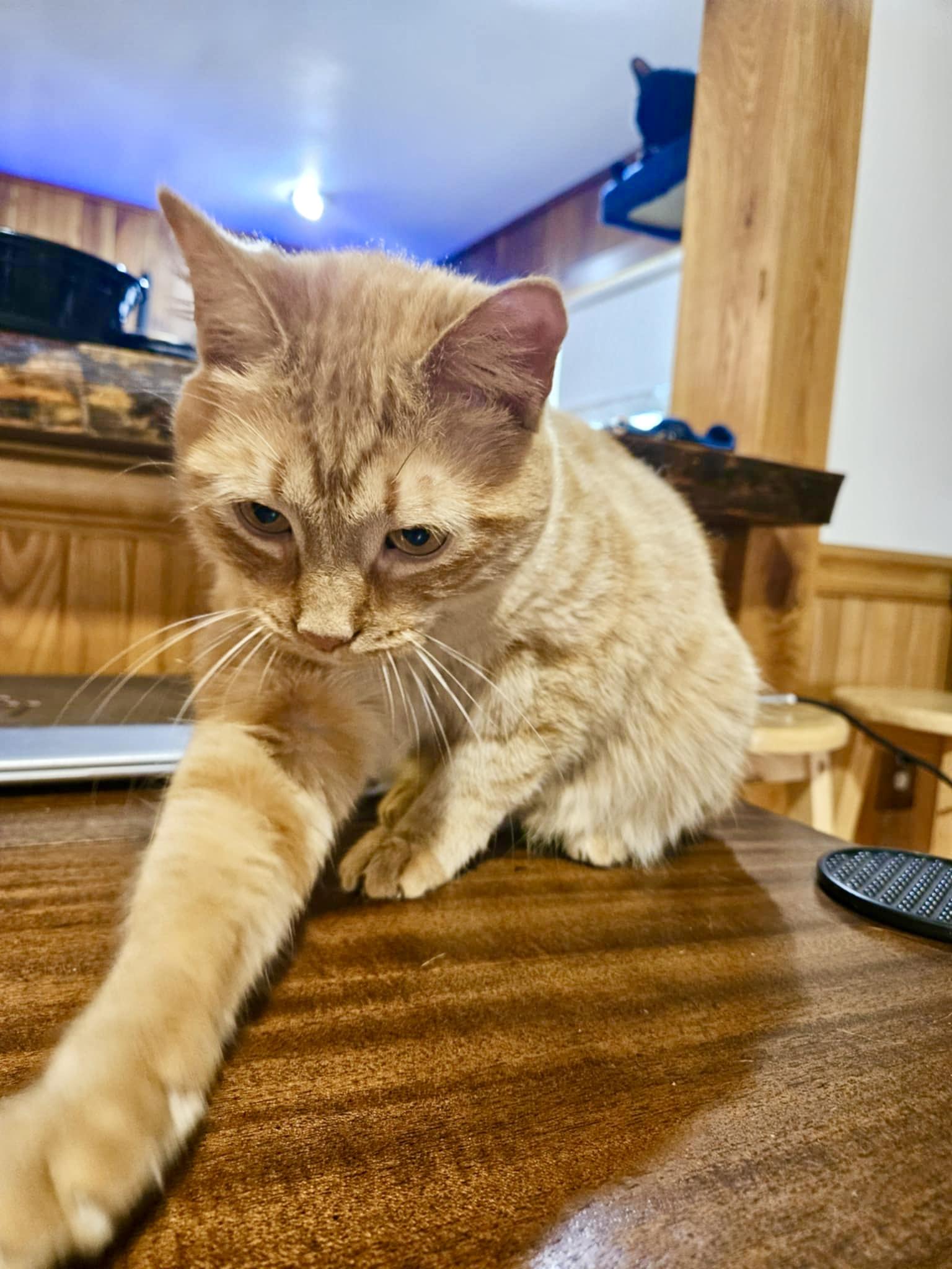 Enlarge Isla, a Adoptable mixed breed in Greensburg, PA image 3/6