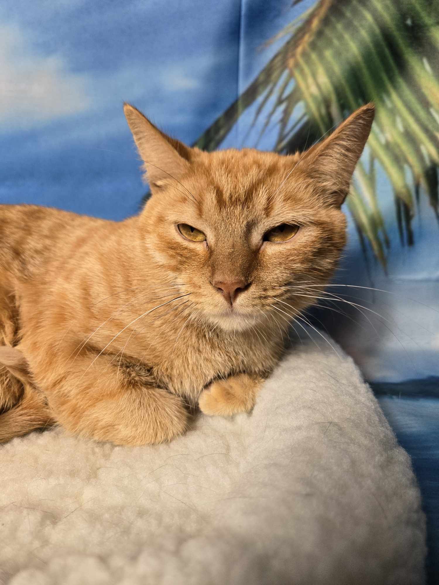 Enlarge Isla, a Adoptable mixed breed in Greensburg, PA image 6/6