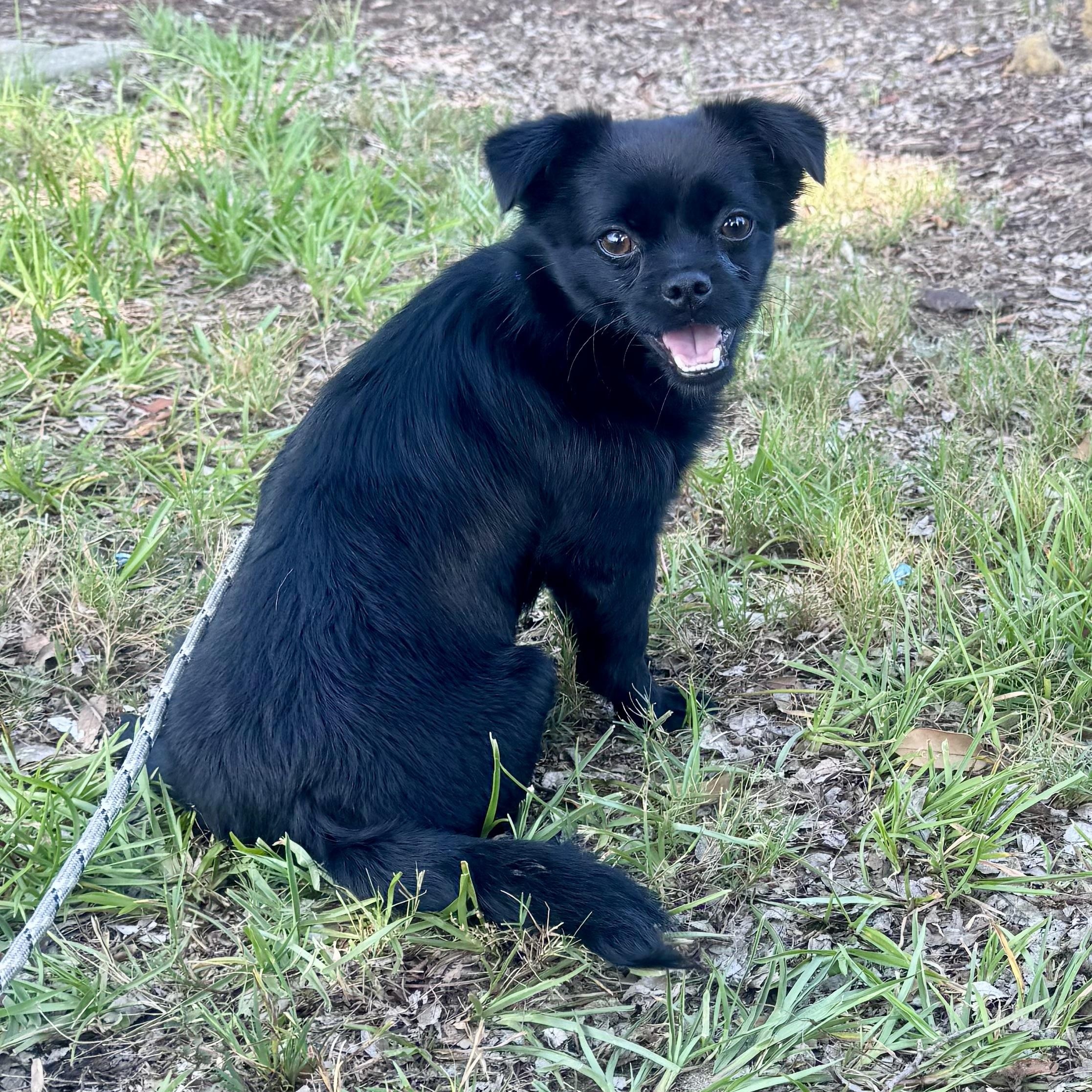 Enlarge Clarity, a ADOPTABLE mixed breed in Calabash, NC image 1/3