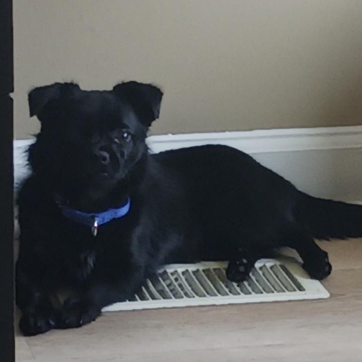 Enlarge Clarity, a ADOPTABLE mixed breed in Calabash, NC image 3/3